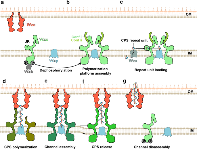 Fig. 6: Proposed model of CPS polymerization and secretion.