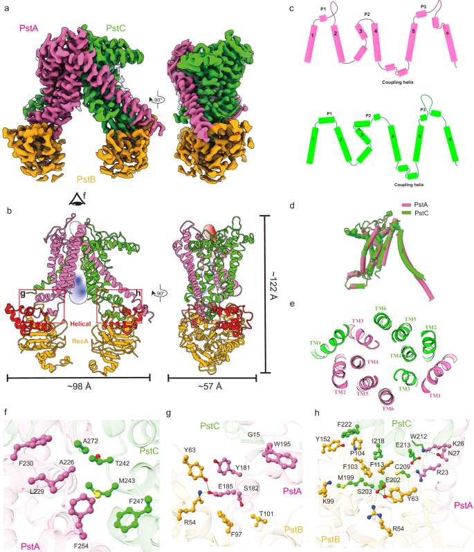 Fig. 2: Structure of PstSCAB in the resting state.