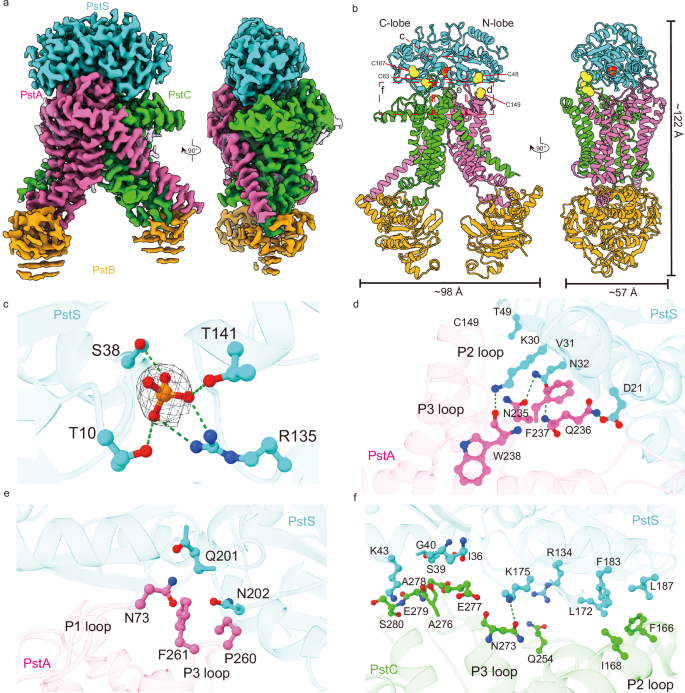 Fig. 3: PstSCAB structure in the pretranslocation state.