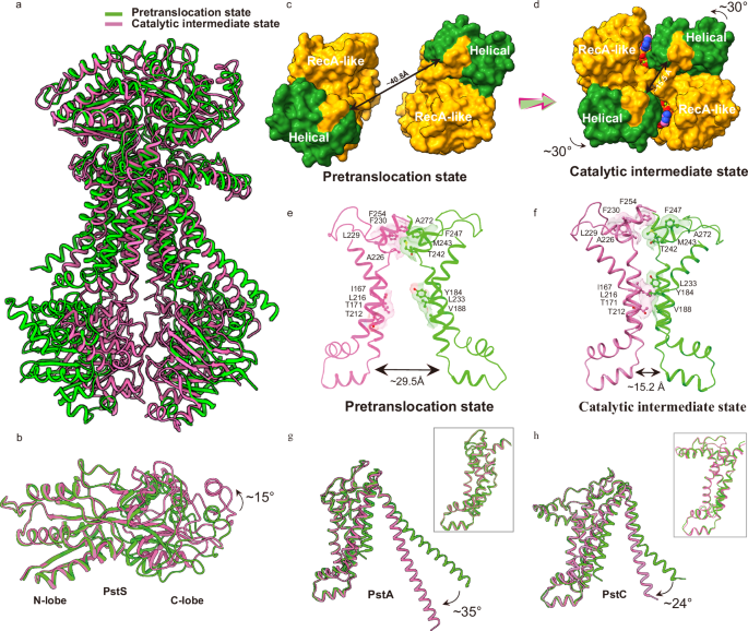 Fig. 5: Structural transitions between the inward-facing, pre-T state, and the outward-facing, catalytic intermediate state of PstSCAB.
