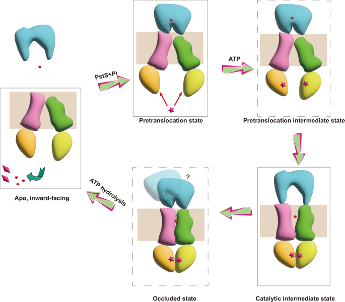 Fig. 6: Proposed Pi import cycle of PstSCAB.