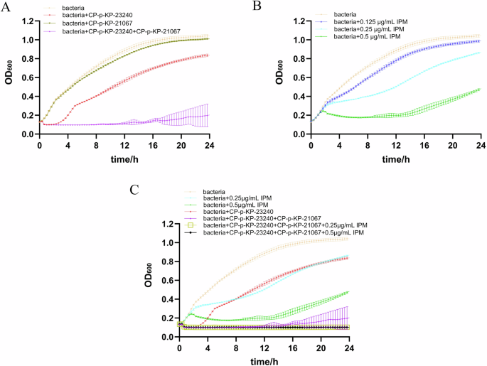 Fig. 3: The sensitivity test and the synergistic effect for ΦCP-p-KP-23240, ΦCP-p-KP-21067 and IPM.