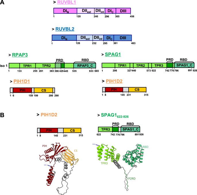 Fig. 1: R2SP and R2TP components and their domain organization.