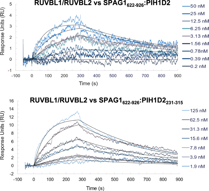 Fig. 2: Experimental SPR sensorgrams overlay plot from an injection series of RUVBL1/RUVBL2 to SPAG1622-926:FL-PIH1D2 surface (Top) and SPAG1622-926:PIH1D2231-315 surface (Bottom) performed on a Biacore 4000.