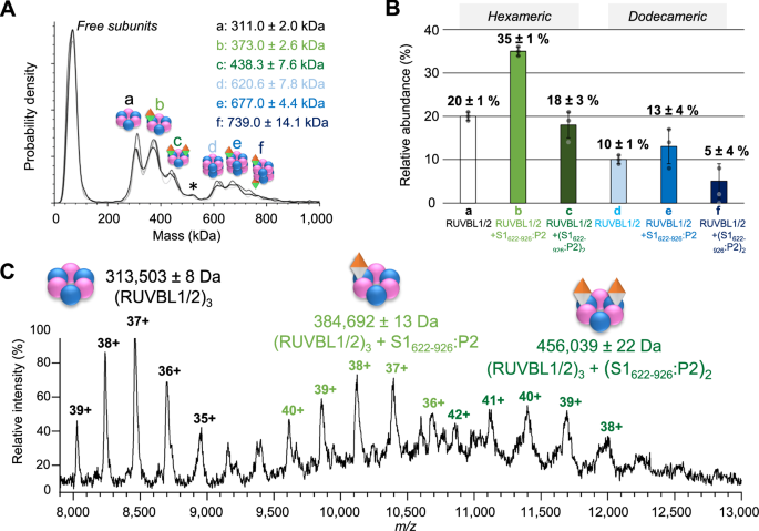 Fig. 5: Determination of R2S622-926P stoichiometry and oligomeric states using Mass Photometry and native MS.