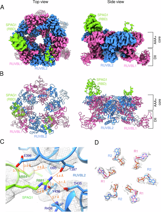 Fig. 6: Cryo-EM structure of the hexameric R2S796-926P complex.
