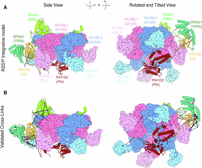 Fig. 8: Integrative 3D model of the R2S622-926P complex.
