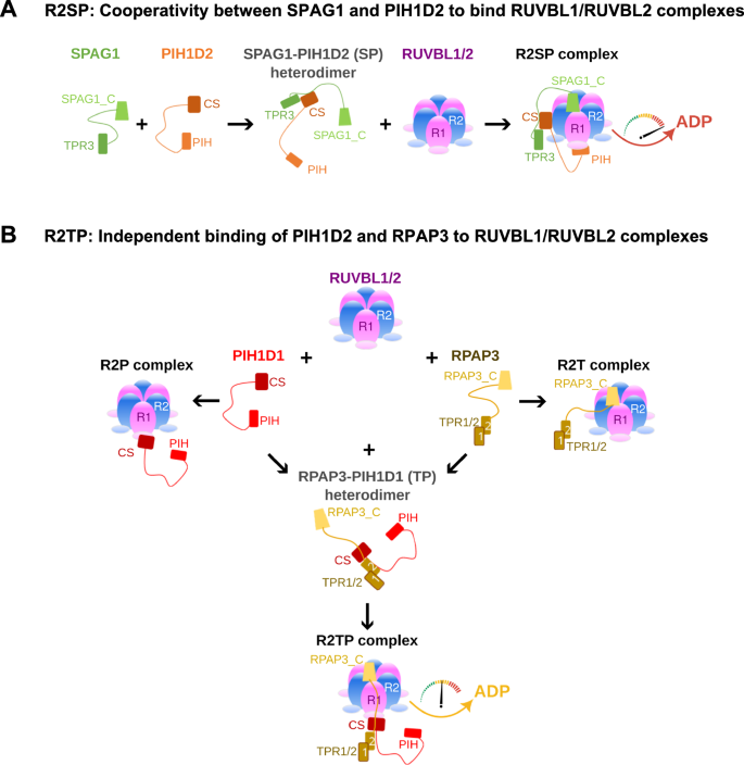 Fig. 9: Proposed mechanistic models of R2SP and R2TP assembly.