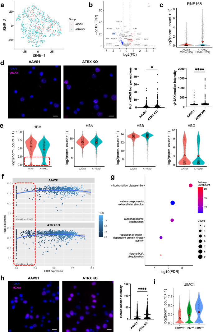 Fig. 2: scRNA-seq confirmed the stochastic effect of ATRX loss on gene expression and indicated an association with DNA damage response.