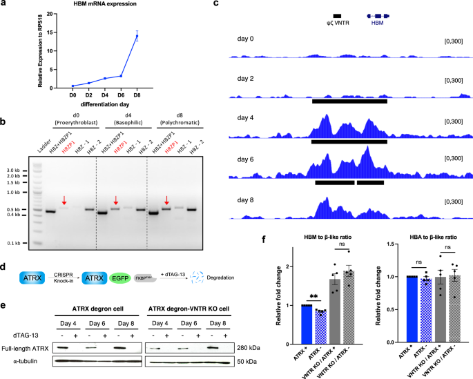 Fig. 3: ATRX regulates gene expression at the α-globin locus via a G-rich VNTR.
