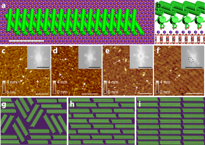 Fig. 1: Protein monomer design lattice matched to the mica surface and assembly outcome.