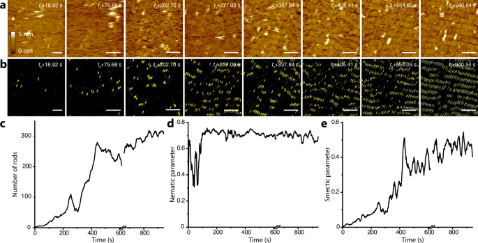 Fig. 3: In-situ high-speed AFM results and machine learning analysis to follow the assembly of protein nanorods on m-mica.