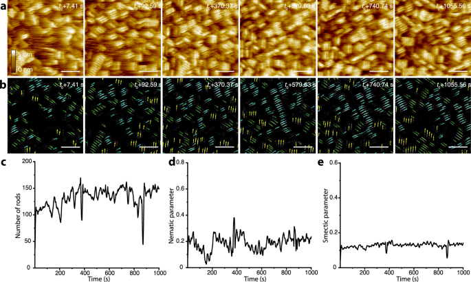 Fig. 4: In-situ high-speed AFM results and machine learning analysis to follow the assembly of protein nanorods on f-mica.
