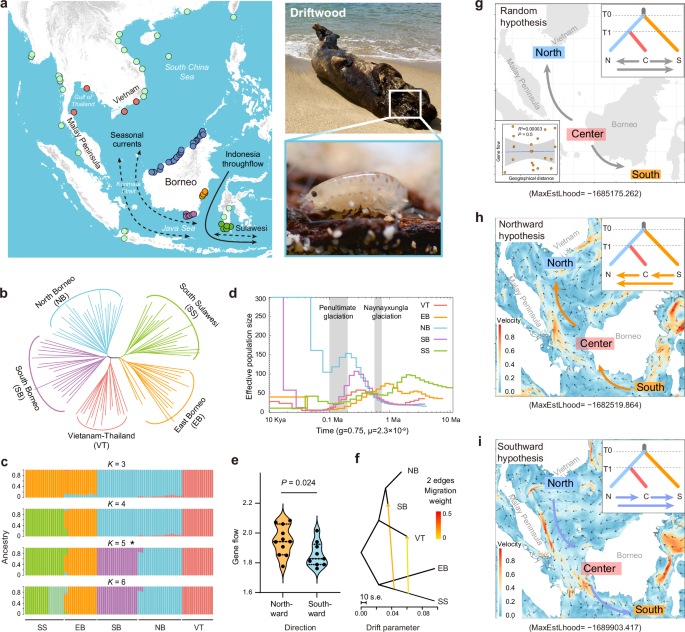 Fig. 1: Talorchestia martensii sampling locations, population dynamics, and dispersal simulation models.