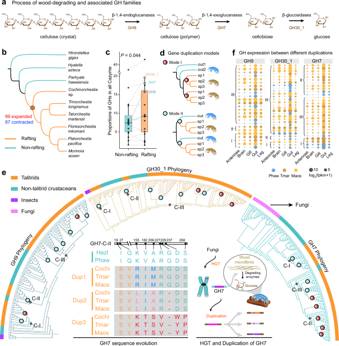 Fig. 5: Horizontal gene transfer and duplication events of GH gene families.