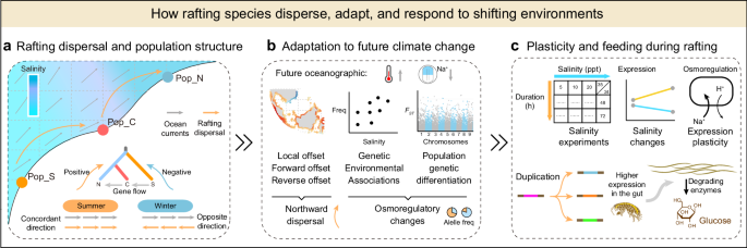 Fig. 6: Framework of how rafting species disperse, adapt, and respond to shifting environments.