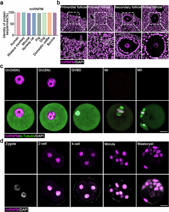 Fig. 1: hnRNPM is highly conserved and expressed from oogenesis through early embryonic development.