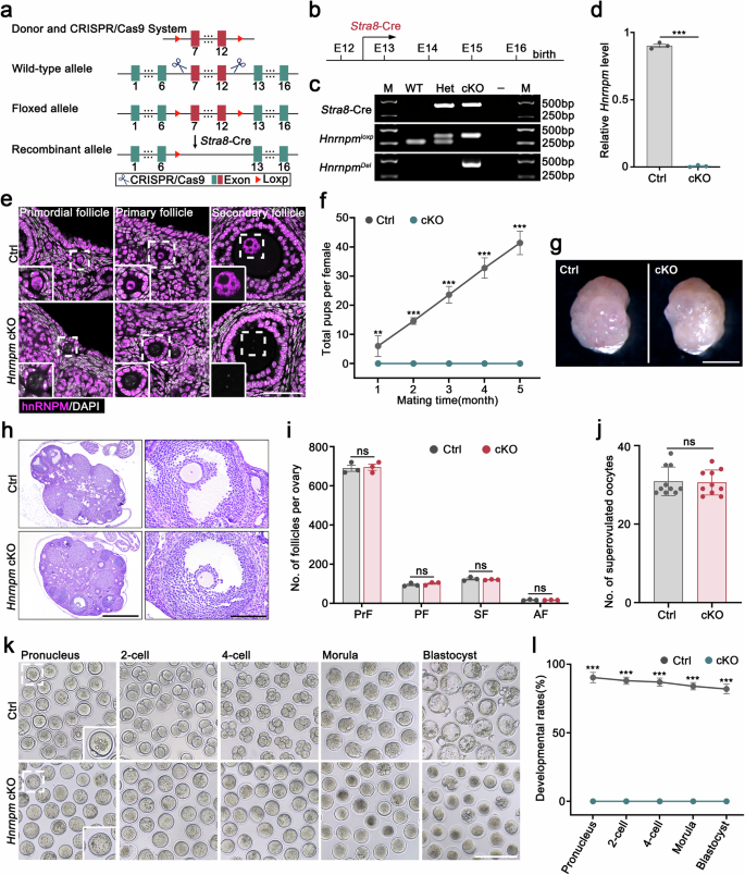 Fig. 2: Loss of hnRNPM results in female infertility.