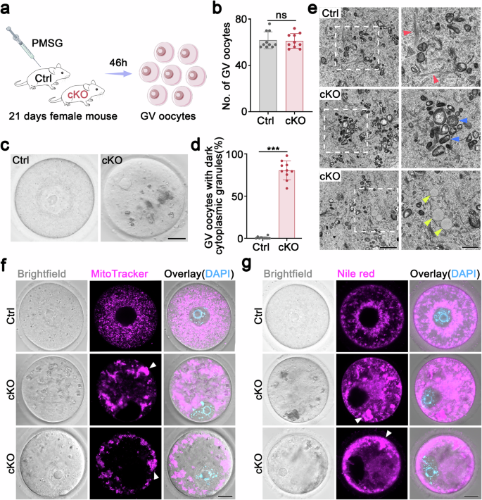 Fig. 3: Loss of hnRNPM impairs the cytoplasmic maturation of oocytes.
