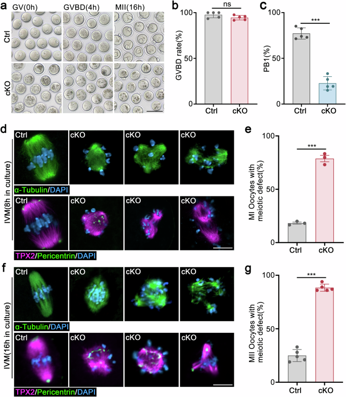 Fig. 4: Hnrnpm-deficient oocyte exhibits meiotic maturation defects.