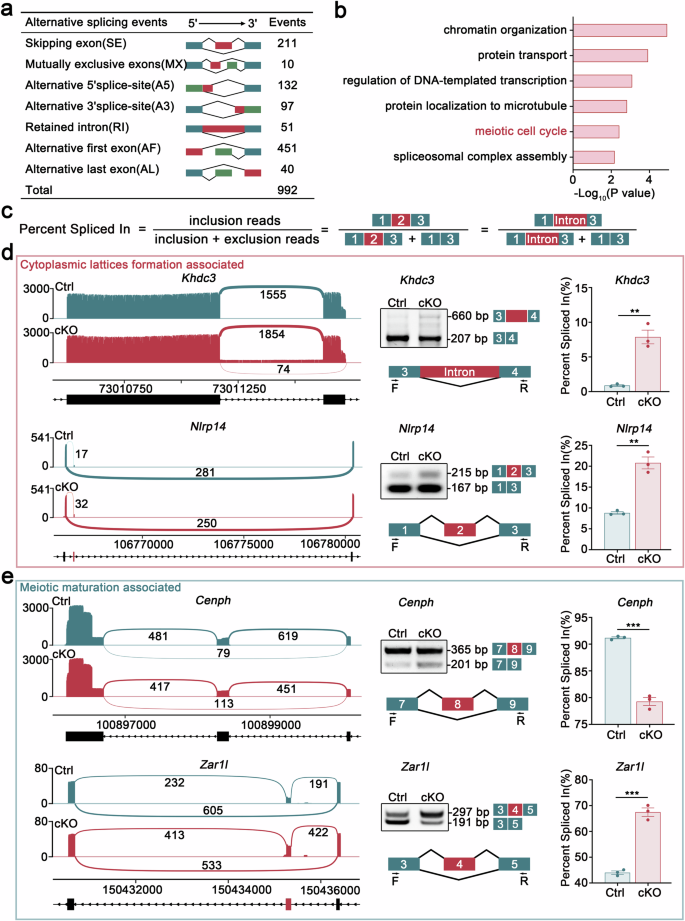 Fig. 6: Loss of hnRNPM results in aberrant pre-mRNA splicing in oocytes.