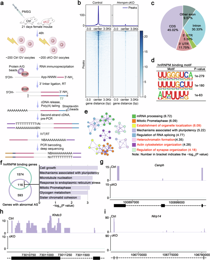 Fig. 7: Profiling hnRNPM-binding sites by LACE-seq.
