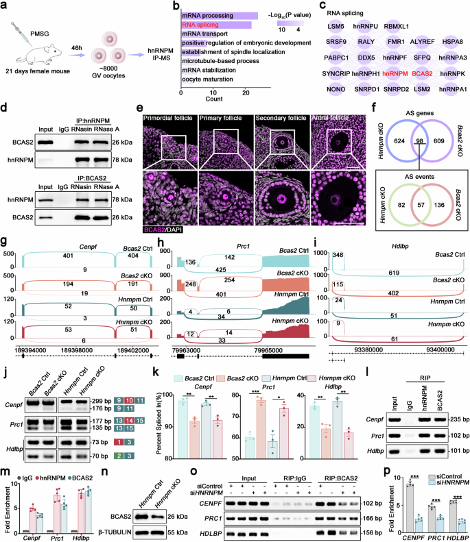 Fig. 8: hnRNPM collaborates with BCAS2 to regulate alternative splicing.