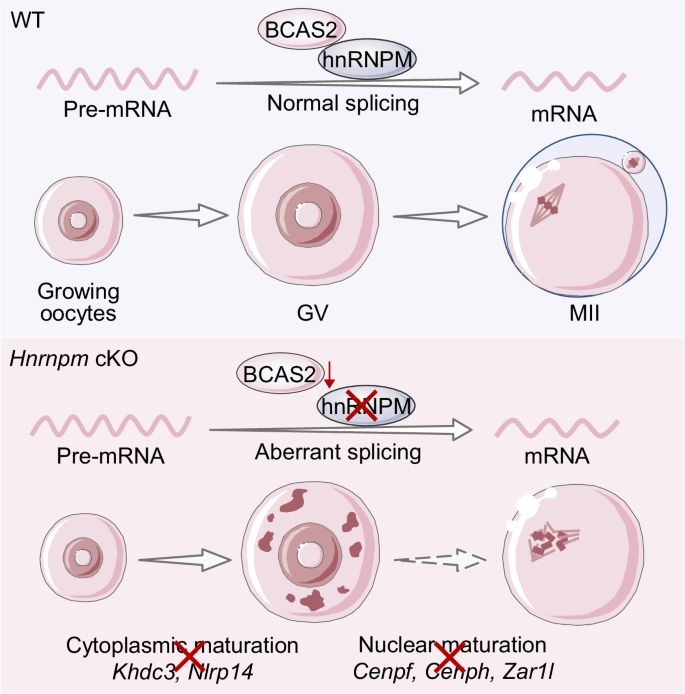 Fig. 9: Proposed working model of hnRNPM in oocyte development.