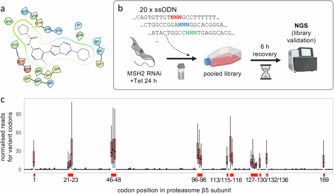 Fig. 1: Saturation mutagenesis at the proteasome β5 drug binding site.