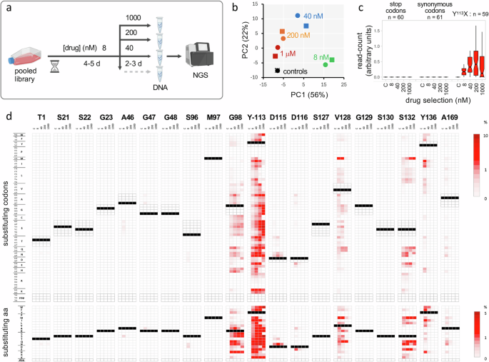 Fig. 2: Codon variant scoring reveals >100 resistance-conferring base edits.