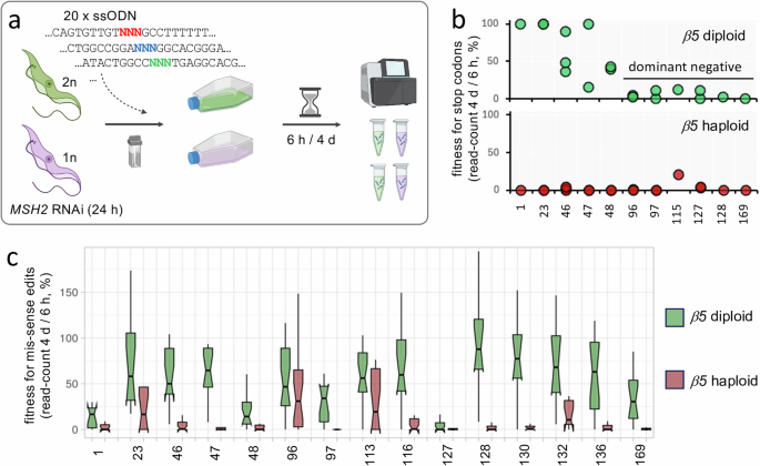 Fig. 4: Constraints imposed on mutational resistance space by fitness space.