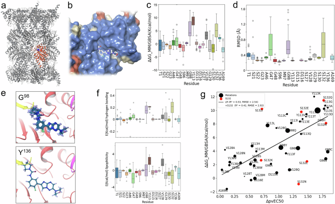 Fig. 6: Computational modelling of ligand affinity for mutant proteasomes.