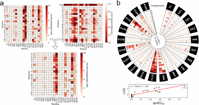 Fig. 7: Computational modelling combining affinity and function parameters.