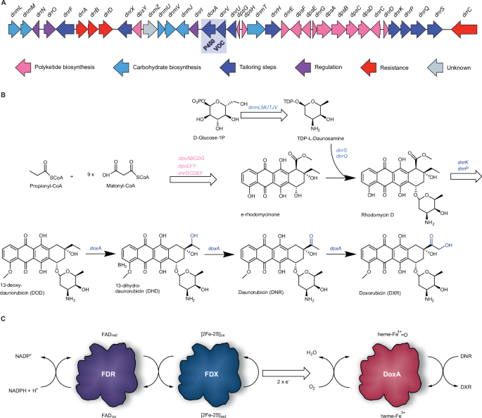 Fig. 1: The biosynthesis of daunorubicin (DNR) and doxorubicin (DXR).