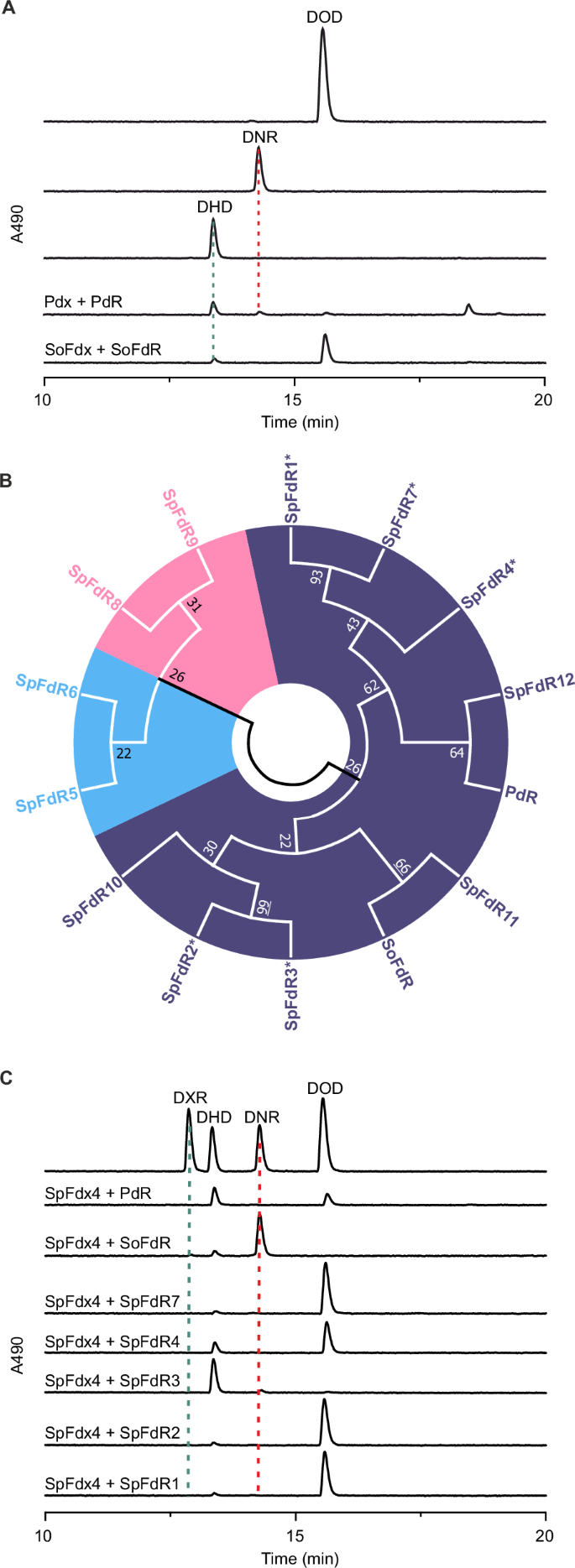 Fig. 3: Identification of the natural redox partners of DoxA.