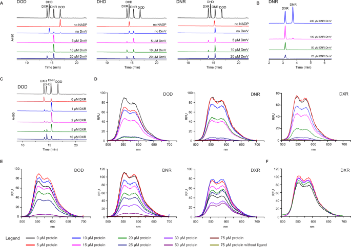 Fig. 4: DnrV improves catalysis of DoxA by binding to anthracyclines.