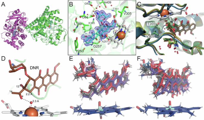 Fig. 5: Structural basis for DoxA catalysis.