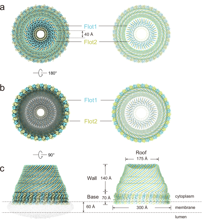 Fig. 1: The overall structure of the flotillin complex.