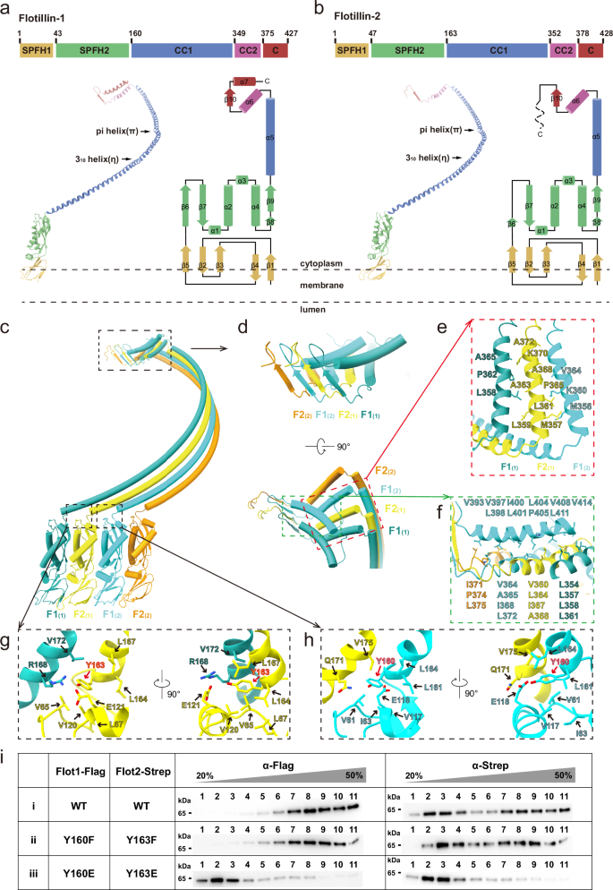 Fig. 2: Assembly of the flotillin complex.
