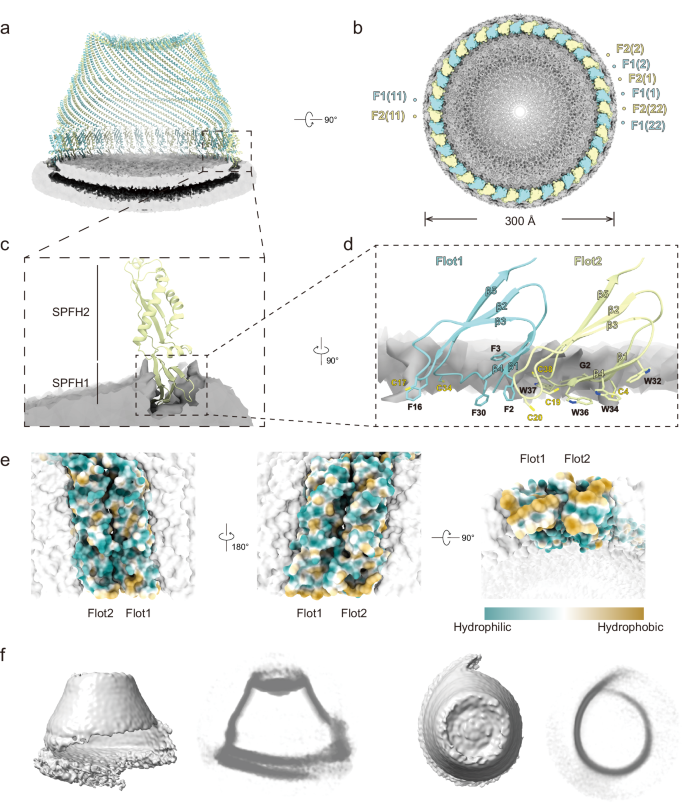 Fig. 3: Flotillin complex mediated membrane compartmentalization.