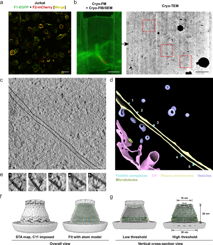 Fig. 4: Visualization of the flotillin complex in situ.