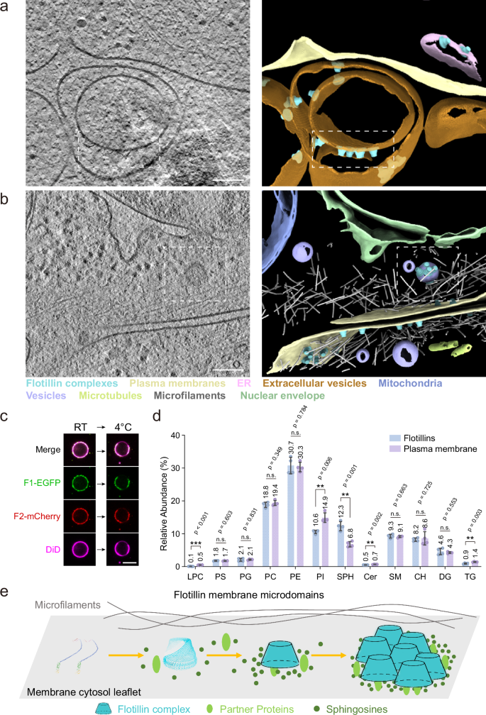 Fig. 5: Organization of membrane microdomains by flotillin complexes.