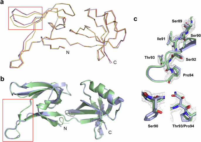 Fig. 5: Structural homology of HEX-1 proteins.