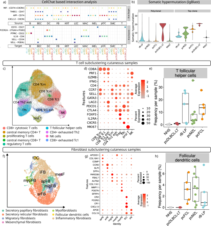 Fig. 4: Indolent primary cutaneous B cell lymphoma show an intact germinal centre reaction.