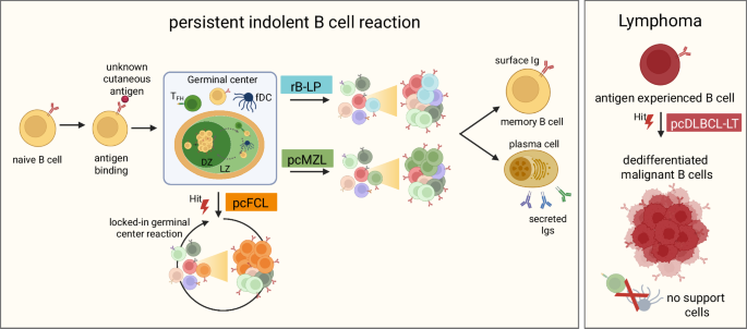 Fig. 5: Proposed pathophysiological mechanism of primary cutaneous B cell lymphoma subtypes.
