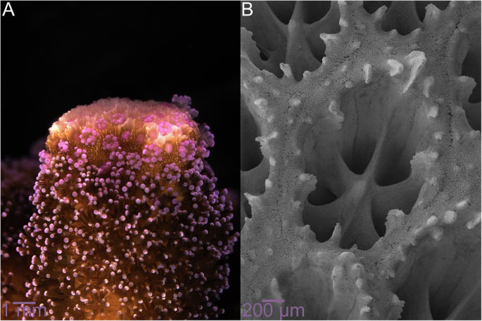 Fig. 1: Stylophora pistillata.