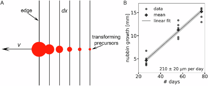 Fig. 3: Constant growth velocity of the edge.