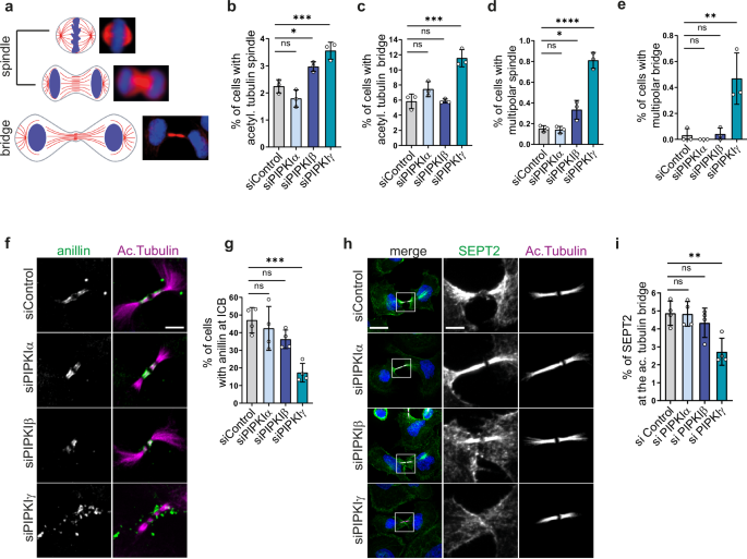 Fig. 1: PIPKIγ is required for cytokinetic progression and for the organization of anillin and septins at the ICB.