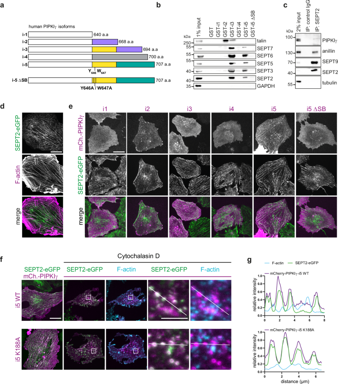 Fig. 2: PIPKIγ isoforms i3 and i5 specifically interact with septins.