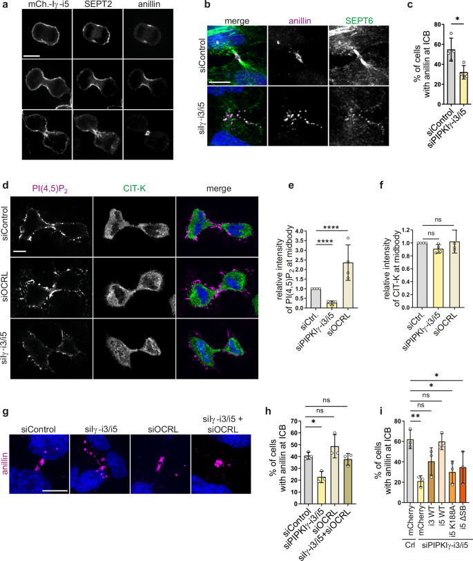 Fig. 3: PIPKIγ-i3/i5 orchestrate local PI(4,5)P2 synthesis to control anillin association with the midbody.